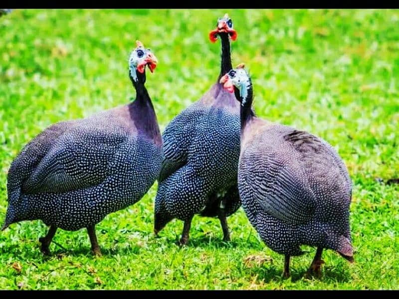 Guineafowl chakoor. chttri etc 0