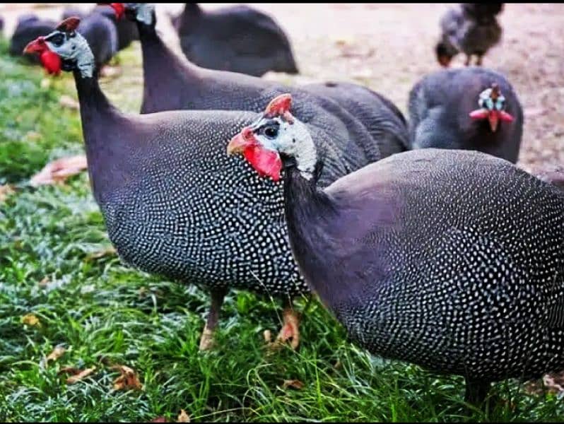 Guineafowl chakoor. chttri etc 1