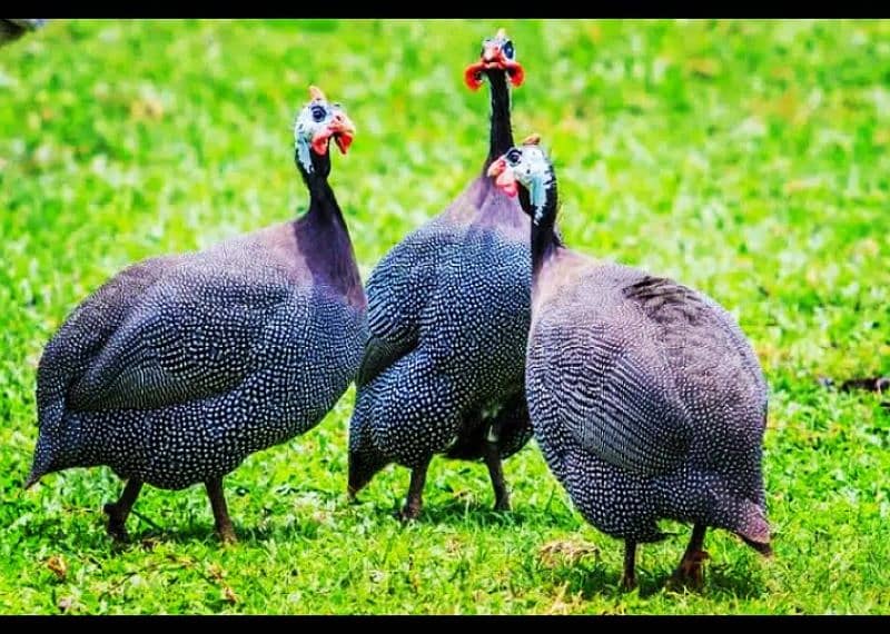 Guineafowl chakoor. chttri etc 2