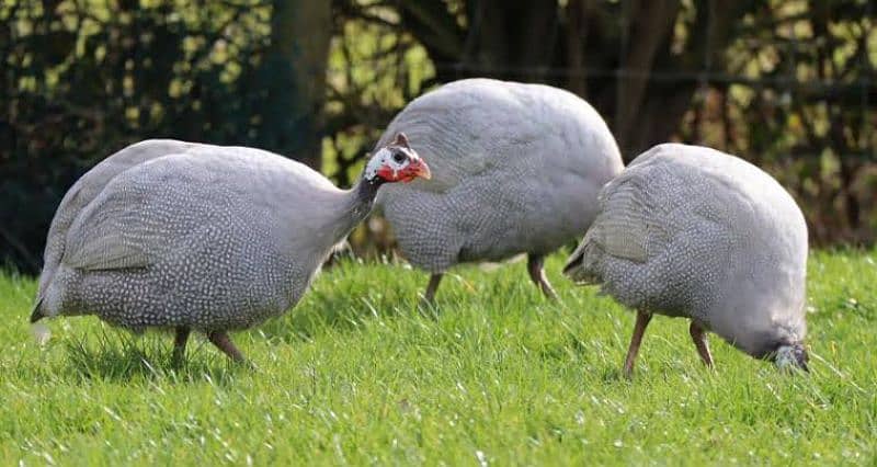 Guineafowl chakoor. chttri etc 5