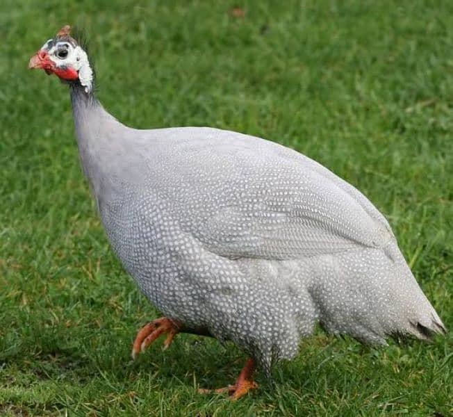 Guineafowl chakoor. chttri etc 6