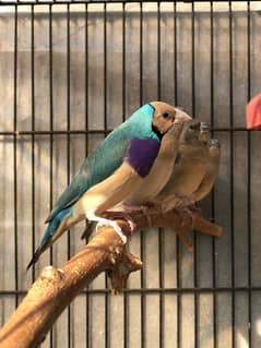 Gouldian Goldian Golden Finch birds Pair with parrot cocktail Cage