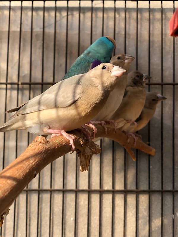 Gouldian Goldian Golden Finch birds Pair with parrot cocktail Cage 1