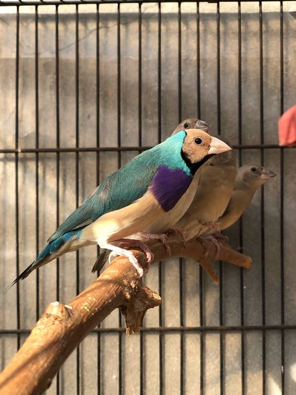 Gouldian Goldian Golden Finch birds Pair with parrot cocktail Cage 2