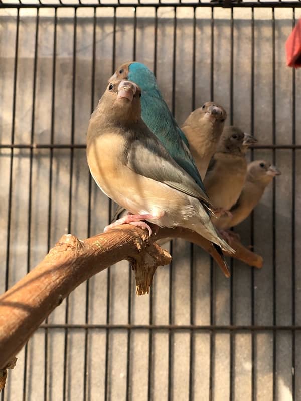 Gouldian Goldian Golden Finch birds Pair with parrot cocktail Cage 3