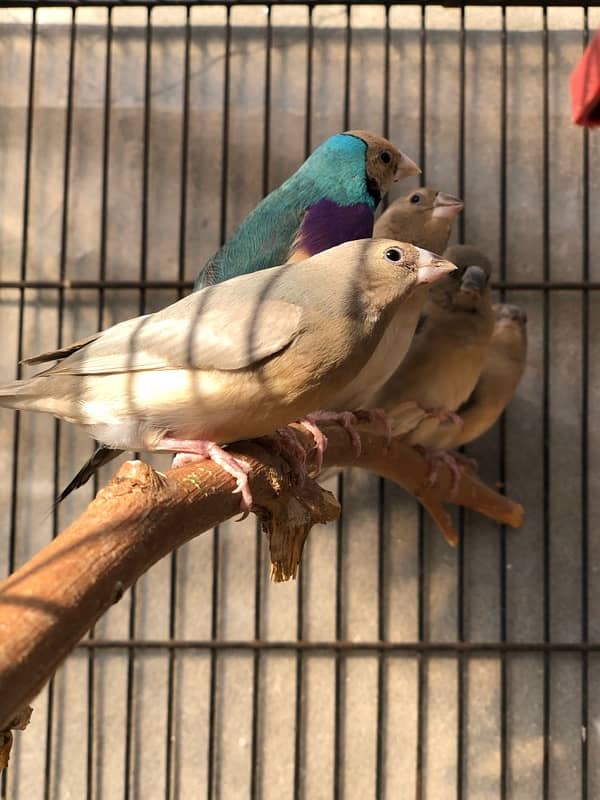 Gouldian Goldian Golden Finch birds Pair with parrot cocktail Cage 4