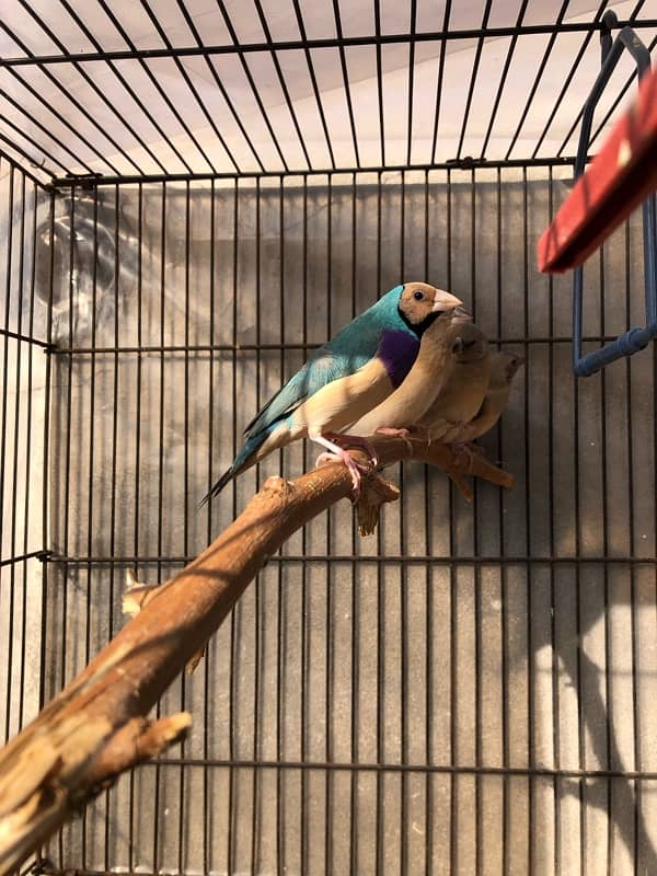 Gouldian Goldian Golden Finch birds Pair with parrot cocktail Cage 5