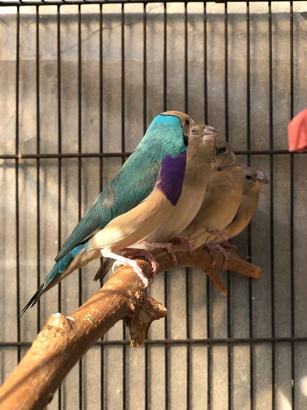 Gouldian Goldian Golden Finch birds Pair with parrot cocktail Cage 6