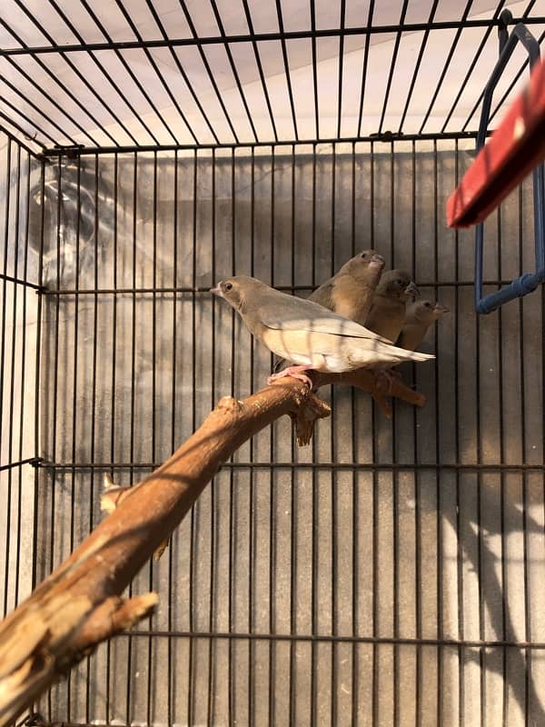 Gouldian Goldian Golden Finch birds Pair with parrot cocktail Cage 7