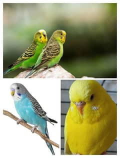 Budgies Breeder Pair & 2 Females