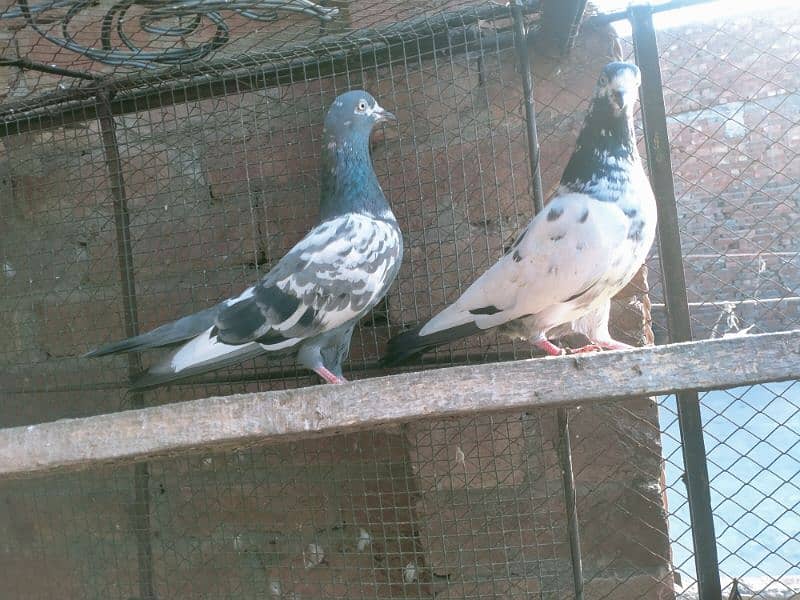 tadey pigeon 1