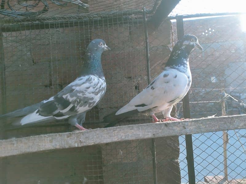 tadey pigeon 2