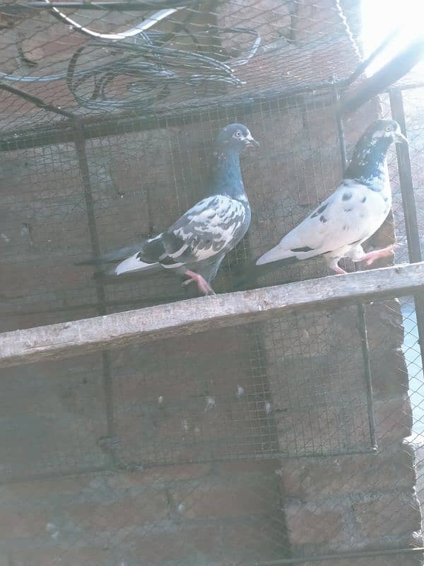 tadey pigeon 4