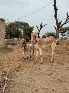 bakri aur path (makhi cheeni)