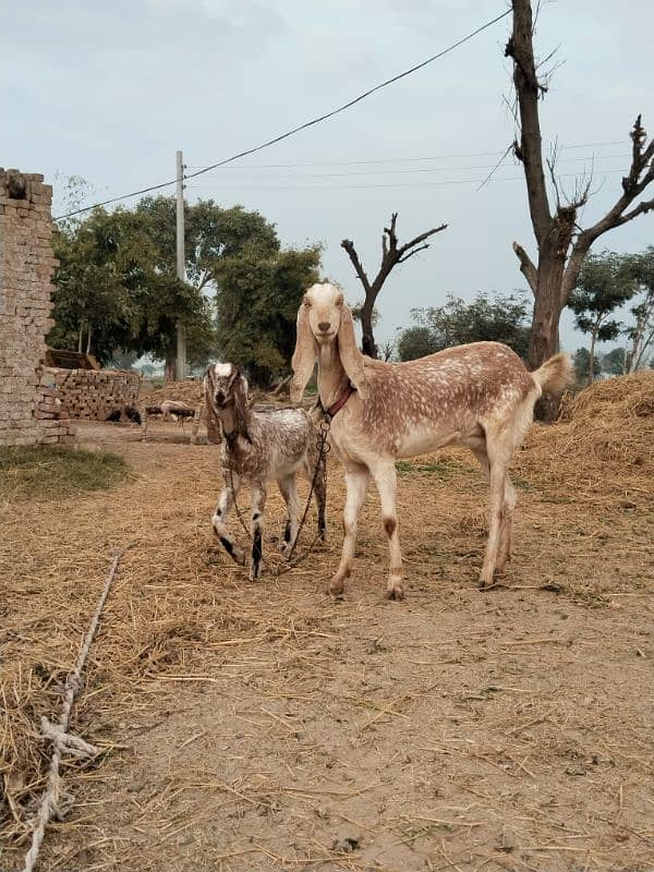 bakri aur path (makhi cheeni) 0