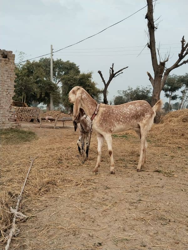 bakri aur path (makhi cheeni) 3