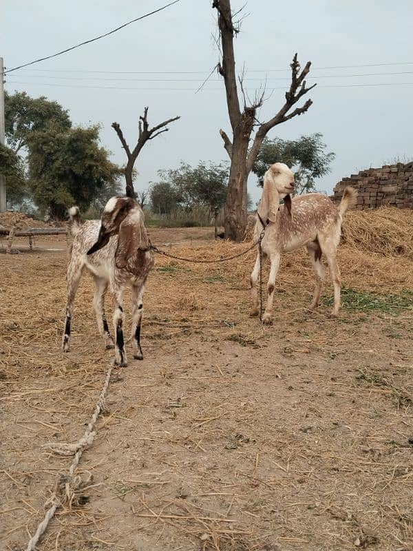 bakri aur path (makhi cheeni) 6