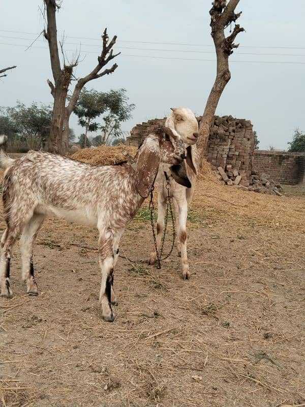 bakri aur path (makhi cheeni) 8