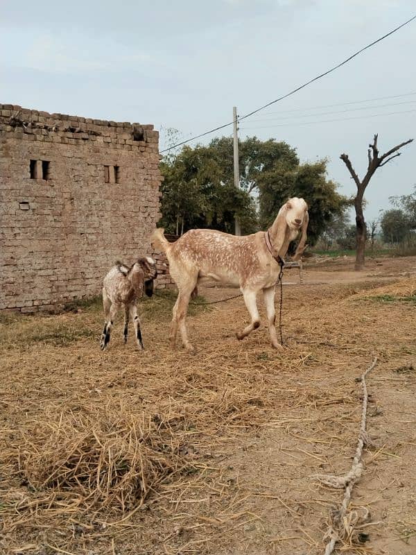 bakri aur path (makhi cheeni) 9