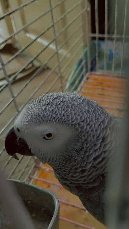 AFRICAN GREY 0