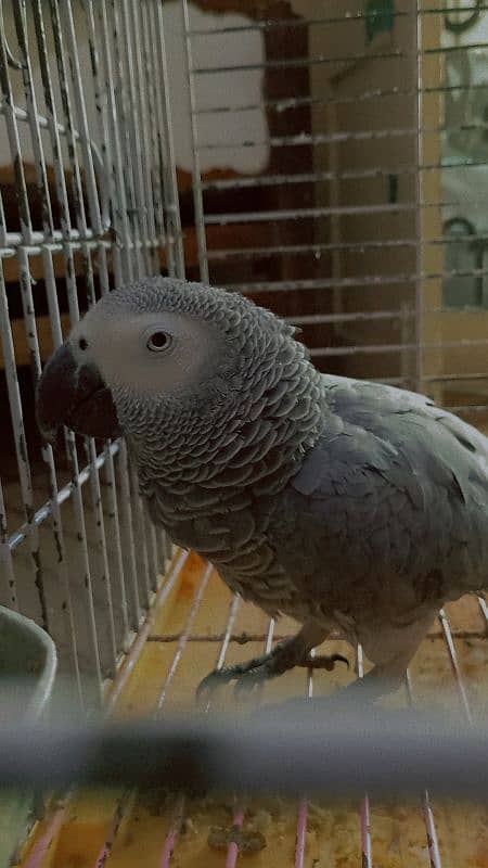 AFRICAN GREY 1