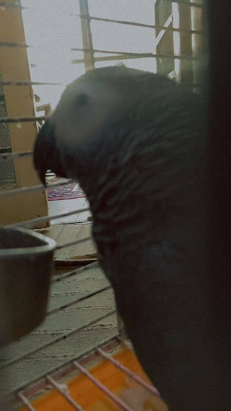 AFRICAN GREY 2