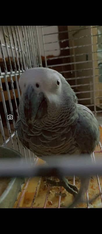 AFRICAN GREY 3