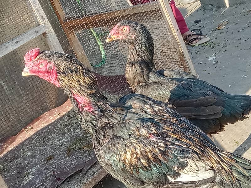 active and healthy chicks for sale 0