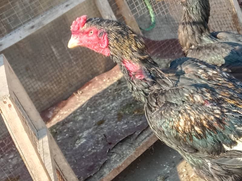 active and healthy chicks for sale 2