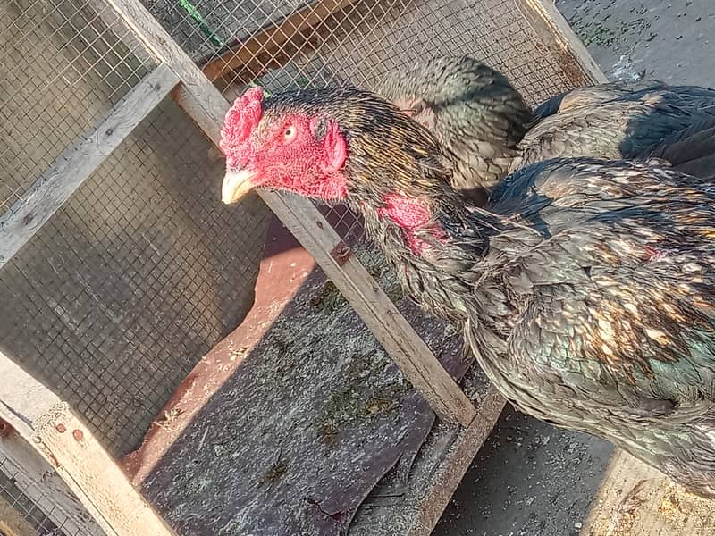 active and healthy chicks for sale 3