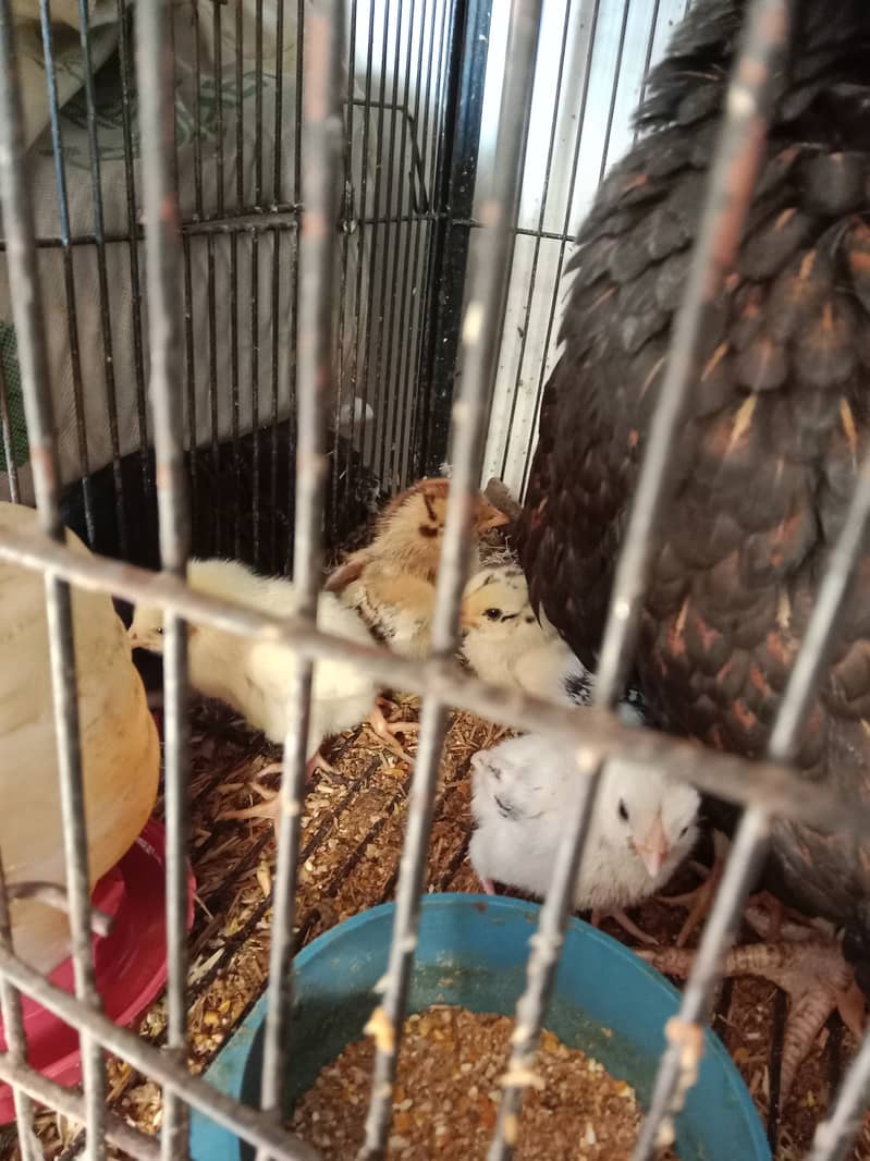 active and healthy chicks for sale 6