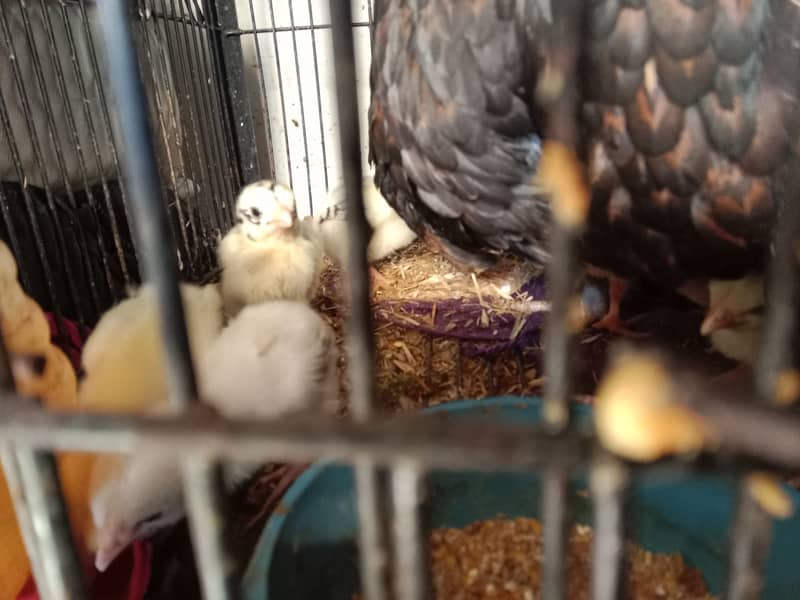 active and healthy chicks for sale 7