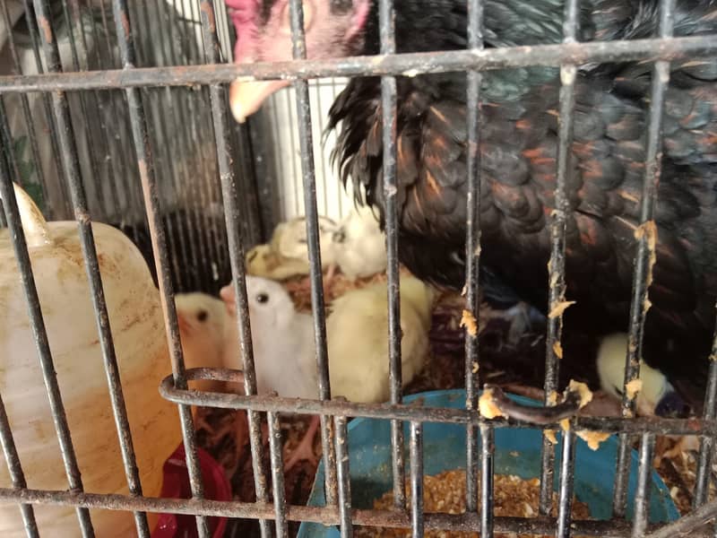 active and healthy chicks for sale 8