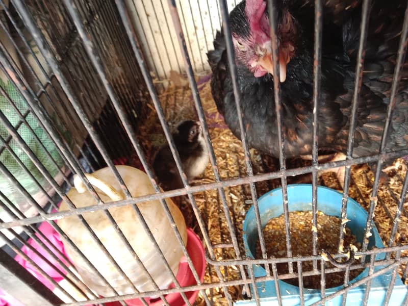 active and healthy chicks for sale 9