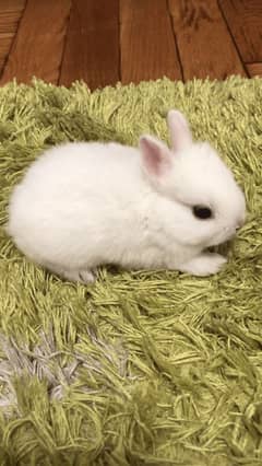 rabbit baby available