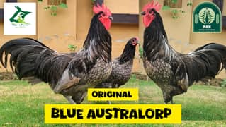 Australorp |Blue Australorp| Heritage chicks| black australorp |chicks