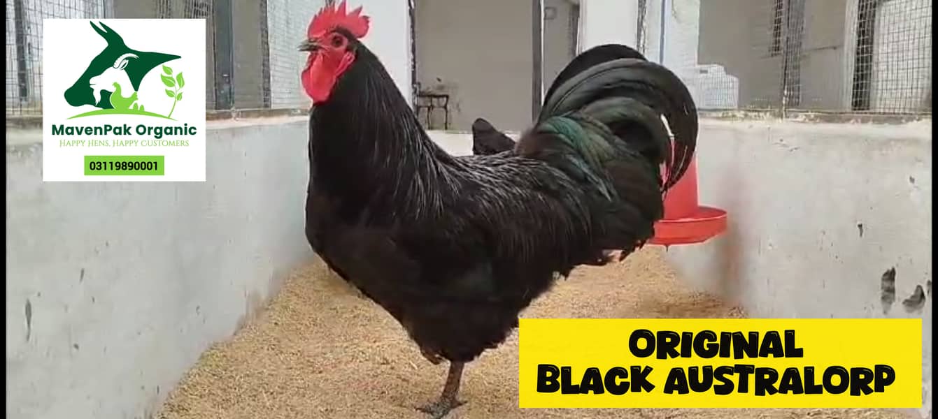 Australorp |Blue Australorp| Heritage chicks| black australorp |chicks 2