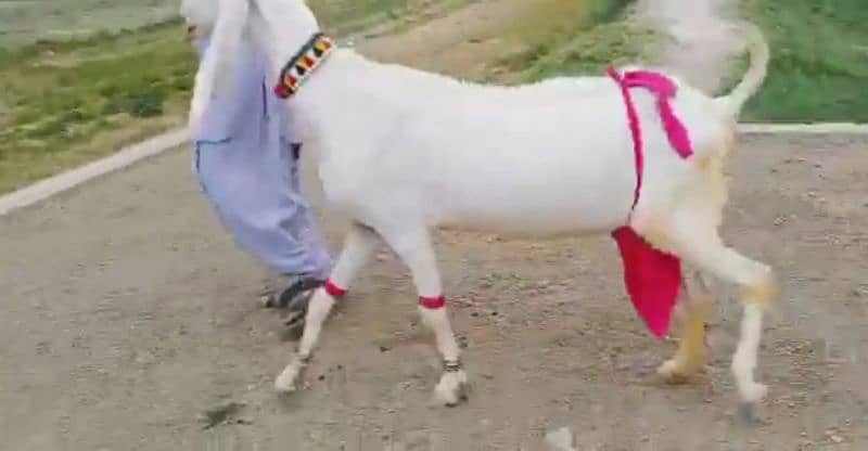 rajanpuri bakri 3 bacchon ke sath for sale call on 0343,8714,978 0