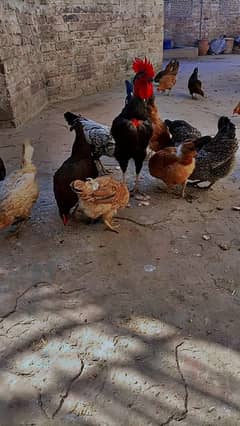 Egg laying hens for sale