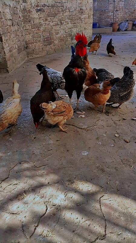 Egg laying hens for sale 0