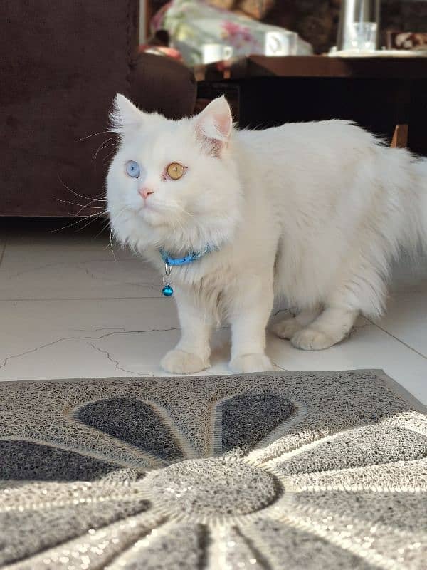 Persian Cat adult Male 1