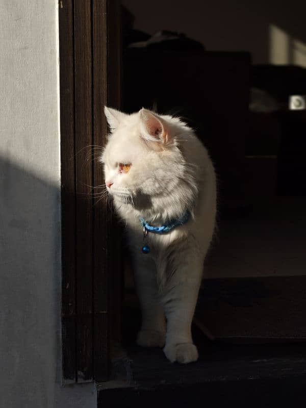 Persian Cat adult Male 2