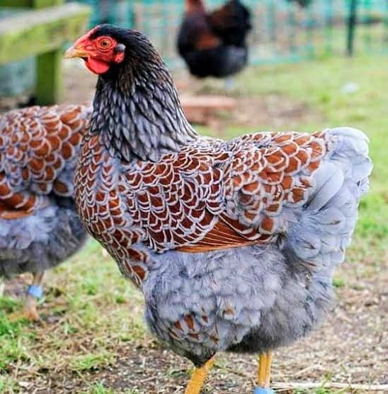 Wyandotte chicks |All colors | Silver |Splash |Blue laced Red | Golden 0