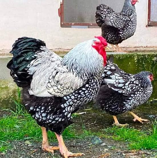 Wyandotte chicks |All colors | Silver |Splash |Blue laced Red | Golden 4