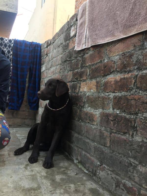 Labrador Female 2