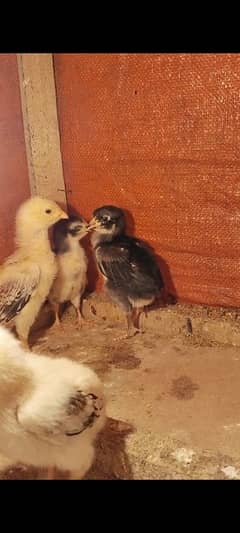 Aseel shamo japanese 4 chicks for sale