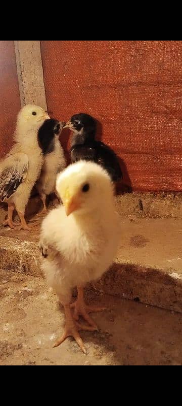 Aseel shamo japanese 4 chicks for sale 1