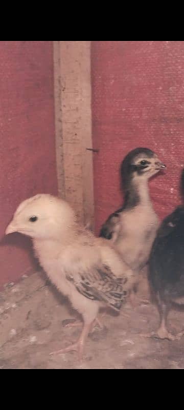 Aseel shamo japanese 4 chicks for sale 3