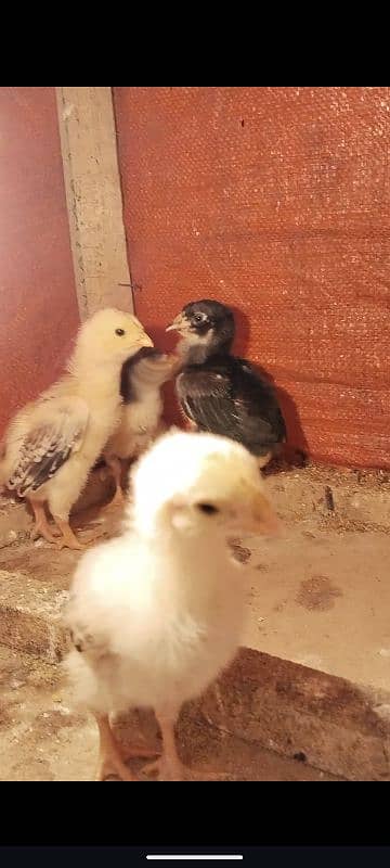 Aseel shamo japanese 4 chicks for sale 4