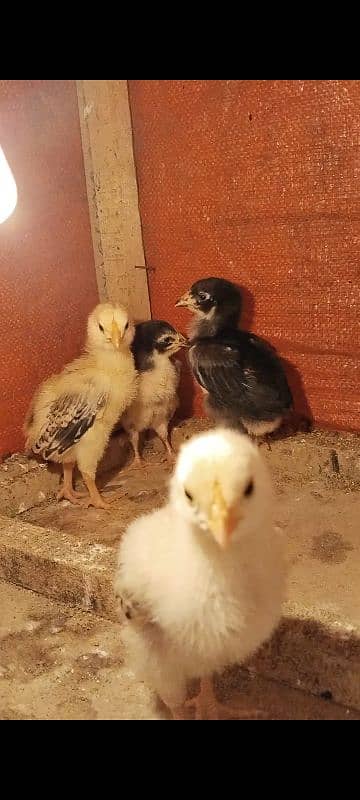 Aseel shamo japanese 4 chicks for sale 5